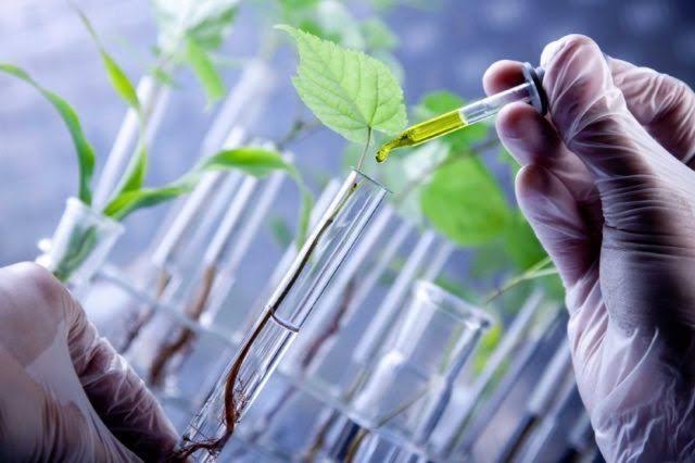 Mengenal Bioteknologi Populer di Bidang Pertanian | Bengkulutoday - Terkini  dan Aktual