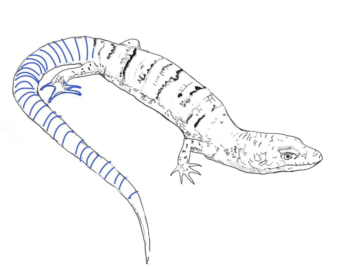 Lizards can also carry venomous chemicals. Free Printable Lizard Coloring Pages For Kids