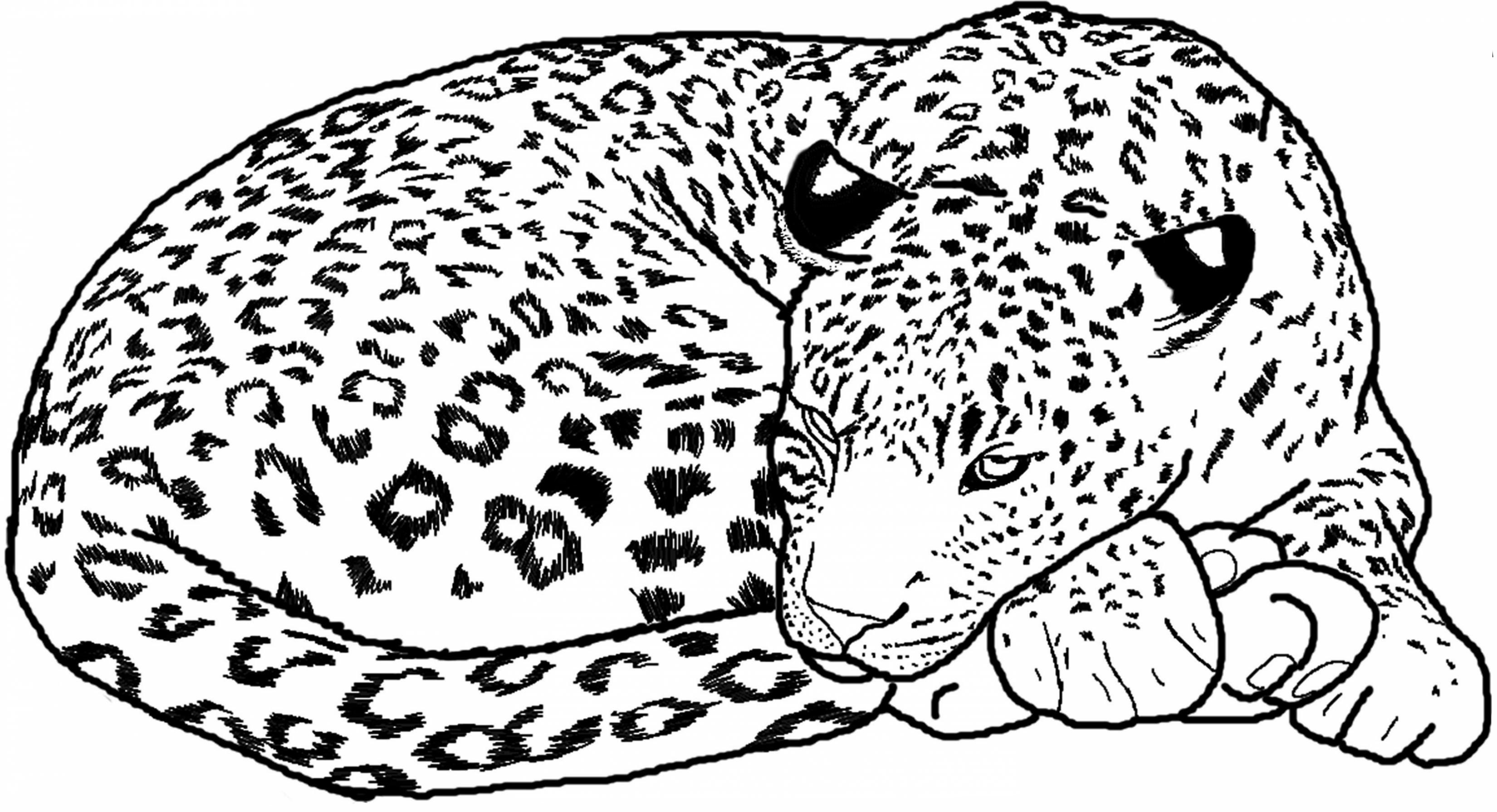 You can click cheetah printable coloring pages to view printable version for download or print it. Leopard Coloring Pages Best Coloring Pages For Kids
