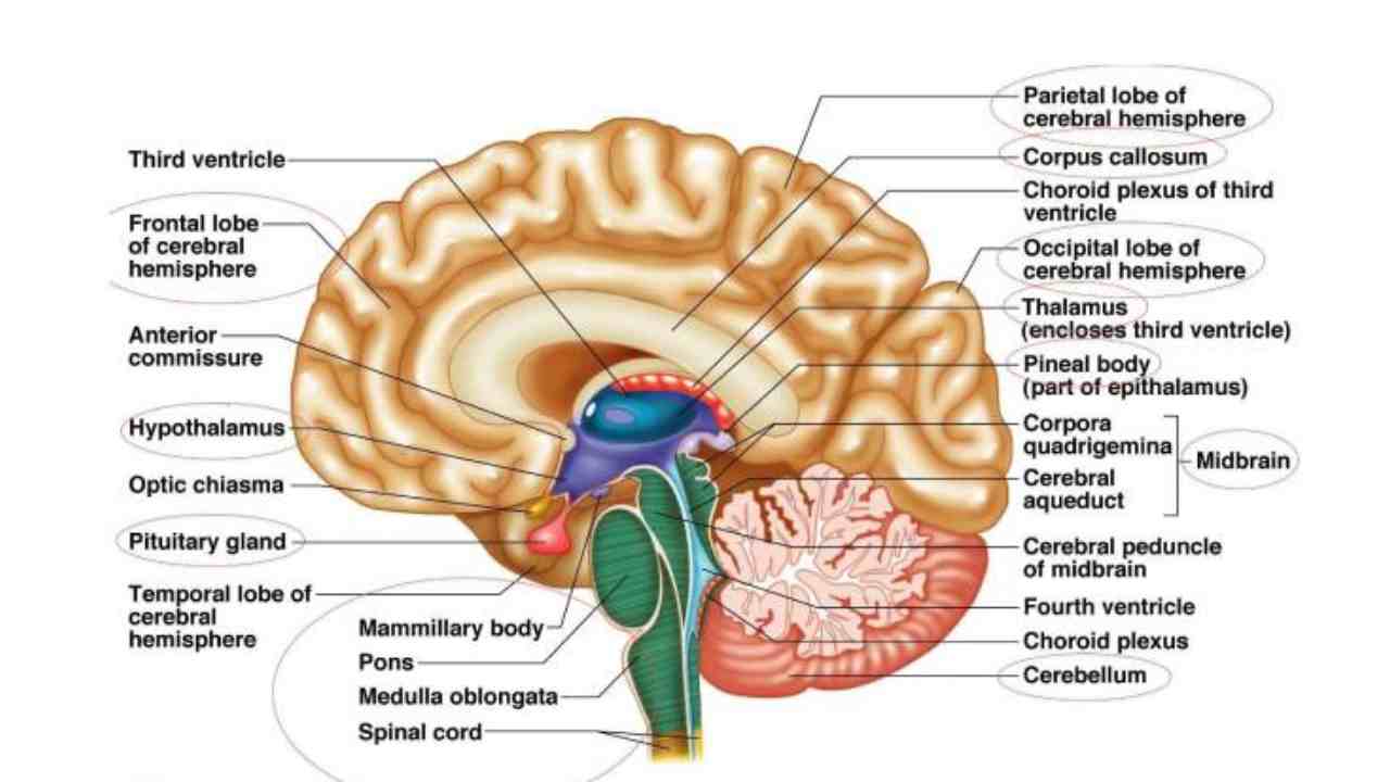 The roles it serves are crucial for perceiving and responding to the world around us. Central Nervous System Trivia Quiz About 11th Grade Student Bestfunquiz