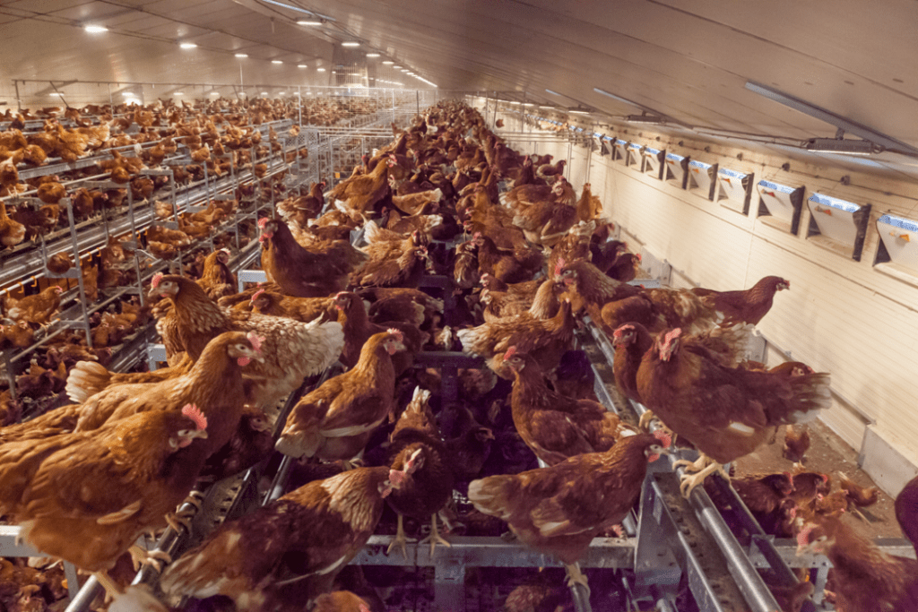 Zeus Lighting Egg Production Products Poultry Lighting