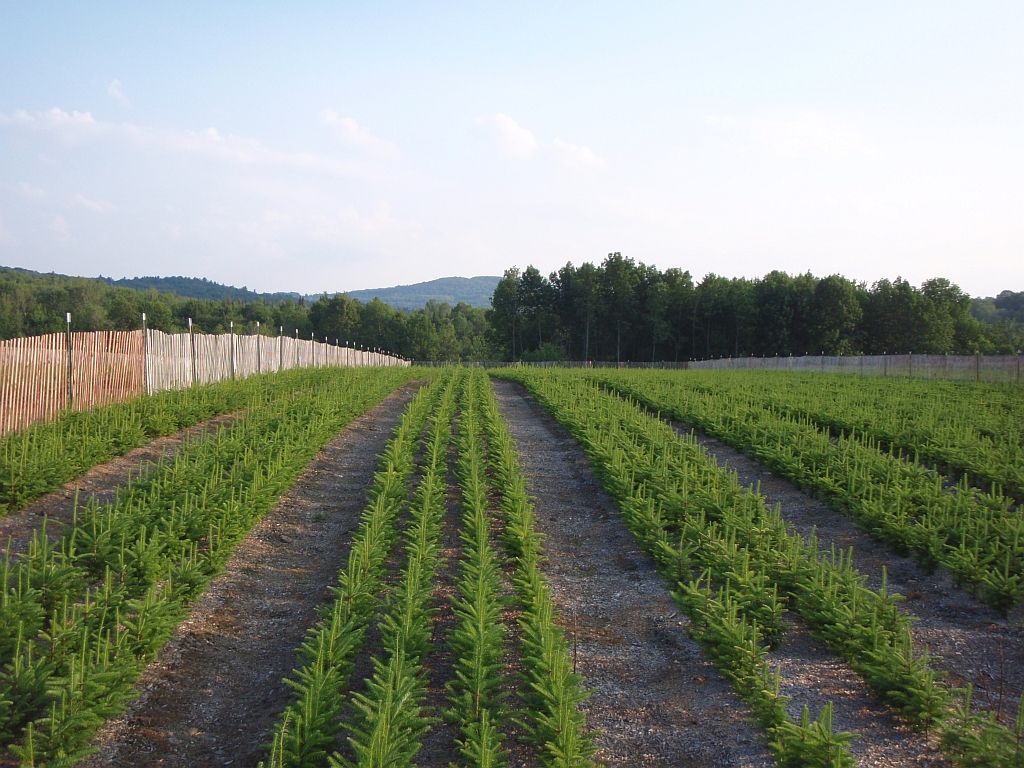 This design is a christmas tree made in a 3d printer.this tree is my best design in the 3d printer. Asack Son Christmas Tree Farm Christmas Tree Seedlings And Transplant Nursery