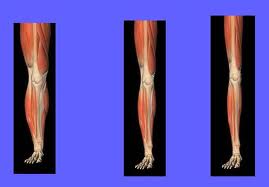 Cuando Llega La Atrofia Muscular Y Por Que Razon Noticias De Fitness En Diario De Navarra