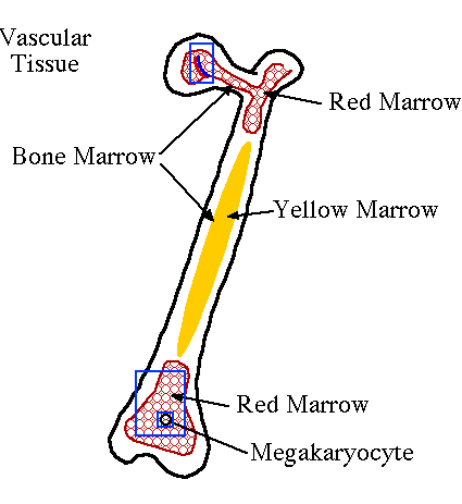 Membranes, including the endosteum and periosteum. Cartoon Of Long Bone With Hyperlinked Red Marrow