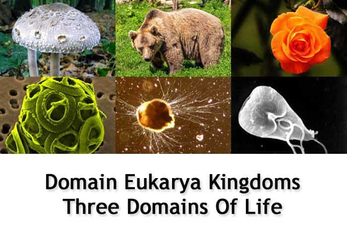 If you’re looking for the biggest, smallest, fastest, slowest, most dangerous, ugliest, most endangered, and way more, we’ve got you covered! Domain Eukarya Kingdoms | Three Domains of Life