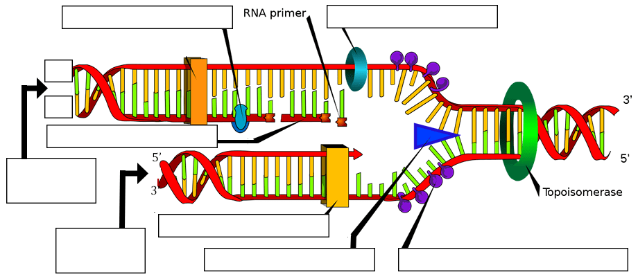 Thoughtco / hilary allison dna stands for deoxyribonucleic acid, while rna is ribonucleic. Dna Replication