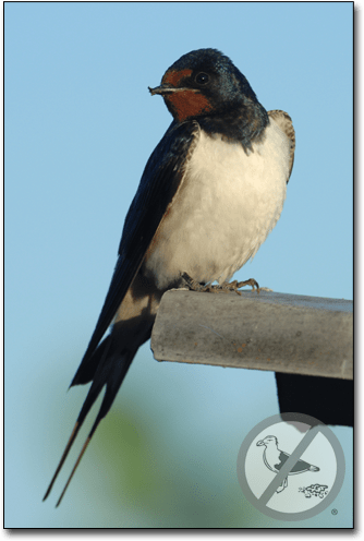 Install a swallow nesting shield · 2. Barn Swallows | How to Get Rid of Barn Swallows | Bird B Gone
