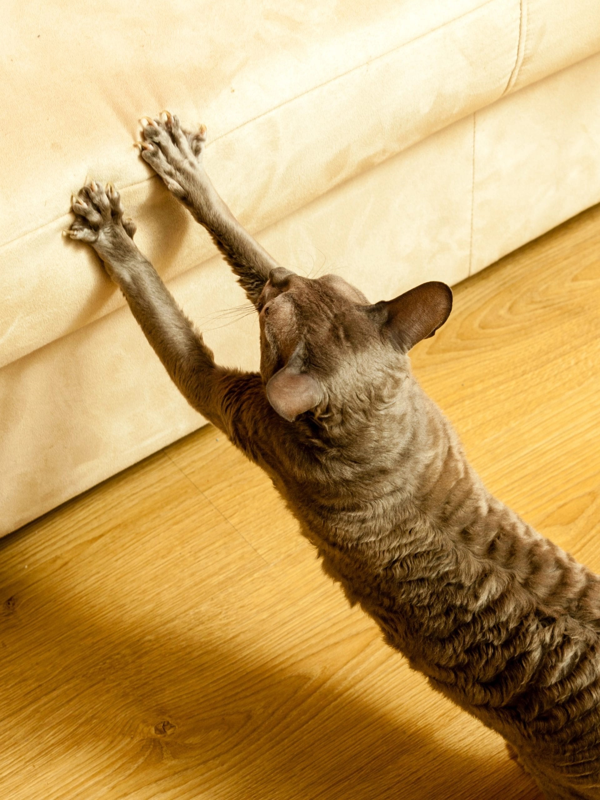 15 ways to keep your cat from destroying your sofa Paws News for Cat