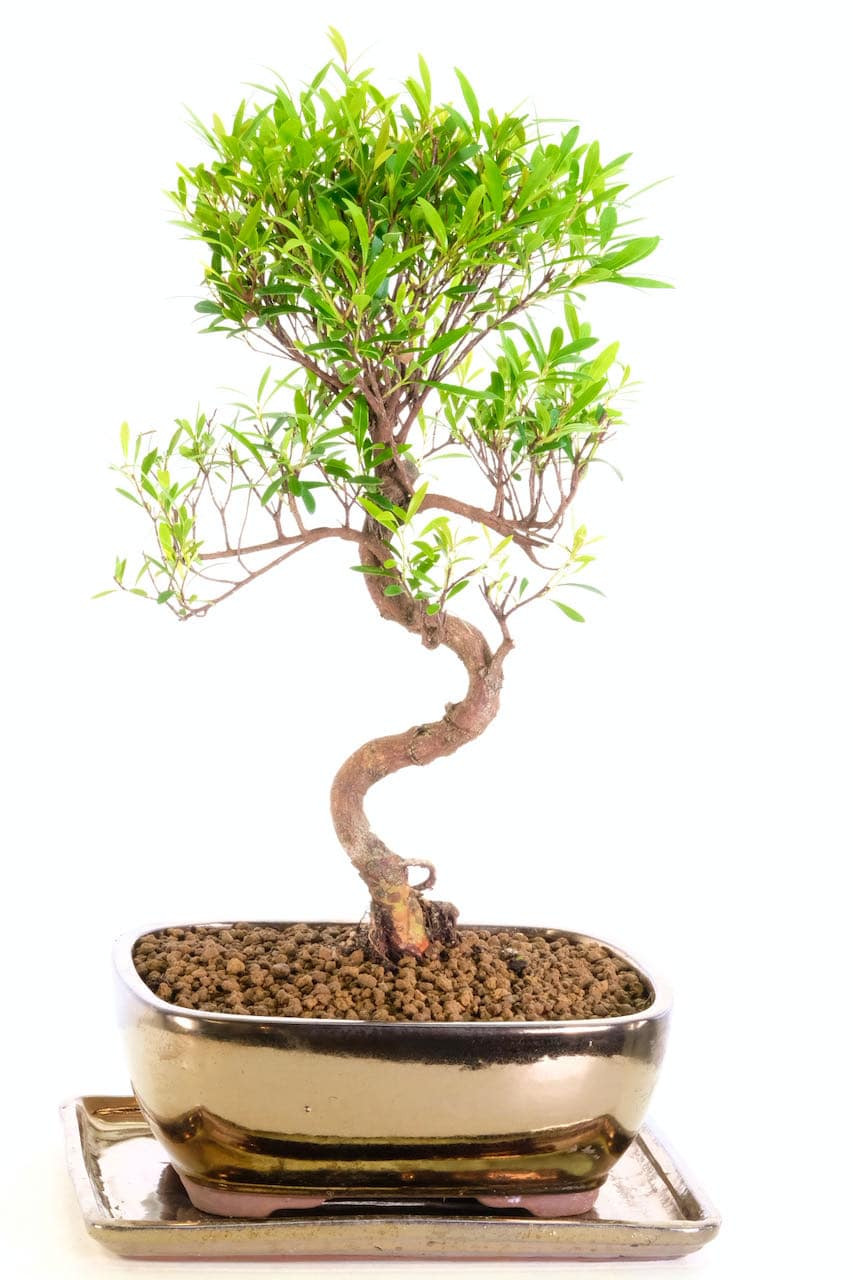 Wonderful Flowering Oriental Myrtle Syzygium Buxifolium Bonsai Tree