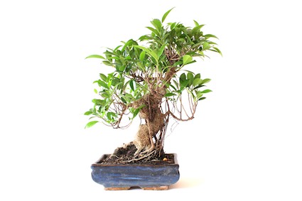 Ficus Bonsai Retusa Ginseng Bonsai Empire