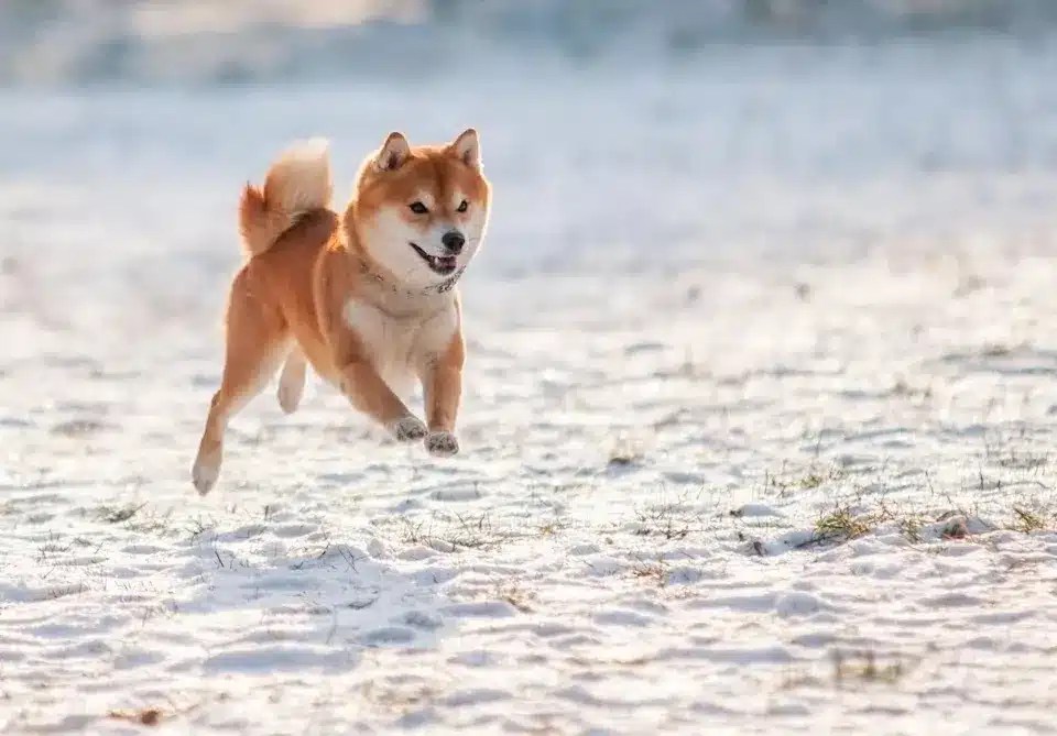 Shiba Inu %84 değer kaybetti: Peki, şimdi alım zamanı mı? 5 Shiba Inu