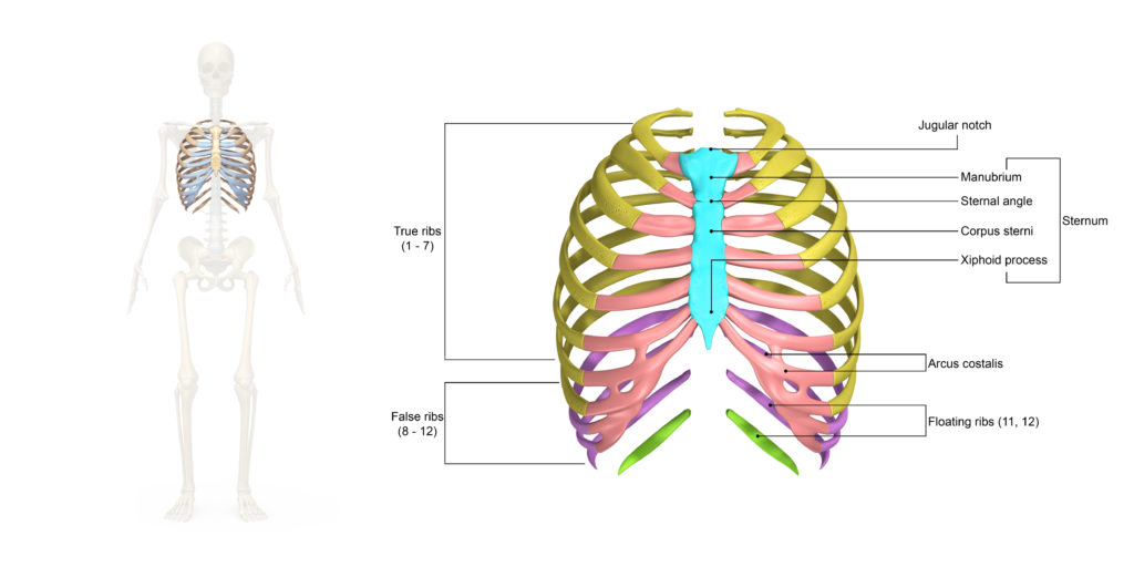 Latissimus dorsi (lats), which helps you extend and rotate your shoulder and arm. Upper Mid Back And Rib Boundless Physical Therapy Sports Performance