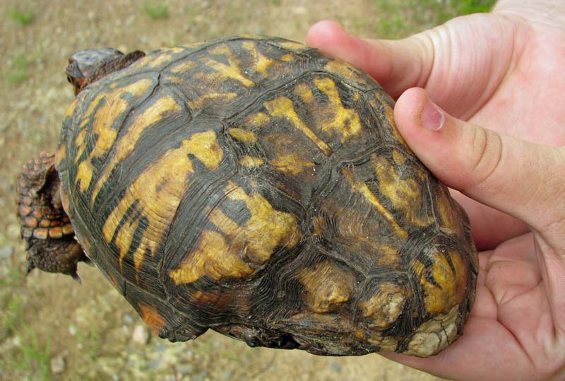 Health Issues Broken Shell Box Turtle World