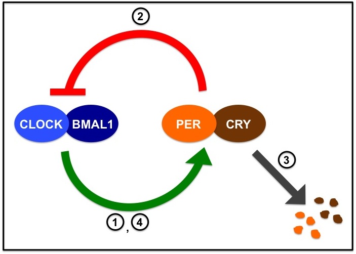 Circadian Rhythms The Day Within Brains Explained