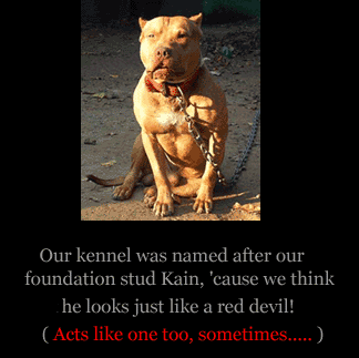 Our red nose pit bulls are dual registered with both the ukc and the adba with purple ribbon champion and grand champion red nose and old family red nose. Red Nose Pit Bull Looking Like A Red Devil Honey