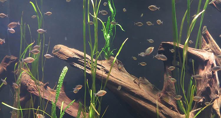 Pond water gardens are great for fish and plants to thrive. Should You Use a Pond Liner or Natural Bottom for Your
