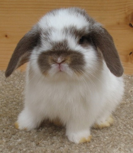 #69633 i have purebred holland lop babies that will be available march.11 mother is a pedigreed bew and dad is a . Welcome to our Holland Lop Rabbitry: BUNNYLOPS | Bunny Lops