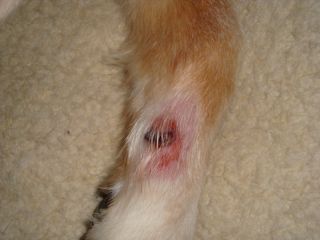 If so, using your fingers, remove the claw with a quick pull . My Dog Ripped Out His Dew Claw..ouch - CakeCentral.com
