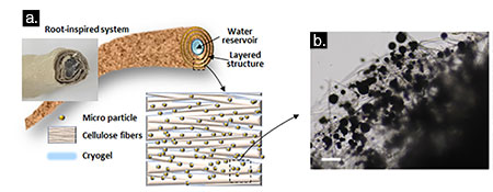 Bougainvilleas come in many different colors apart from the usual purple, including pink, yellow and. Cactus Root Inspired Material Absorbs Water Rapidly And Efficiently