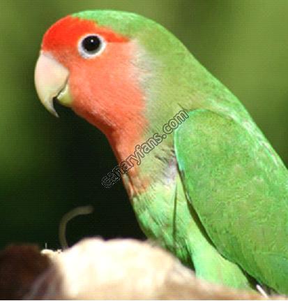 صورة