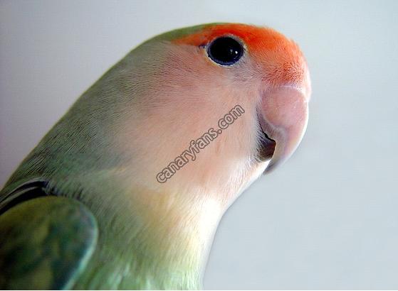 صورة