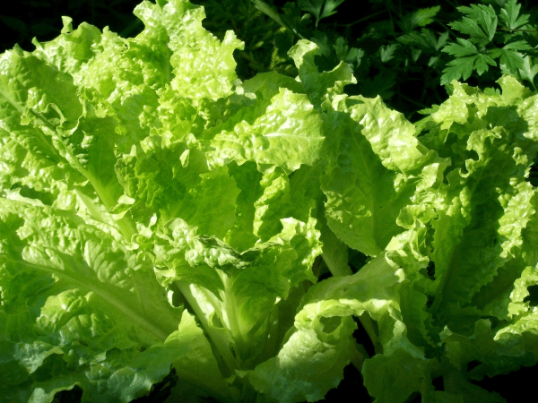 images Types Of Lettuce Plants Pictures michigan state university