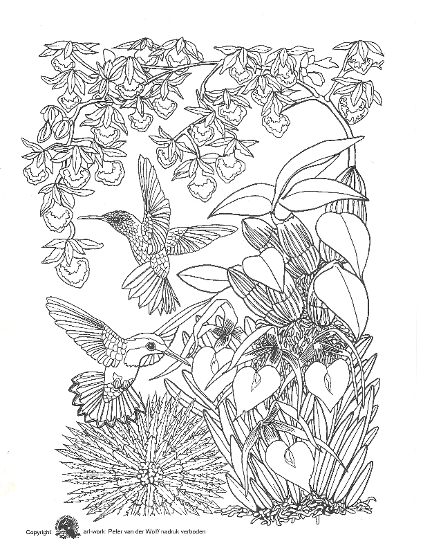 Op deze pagina ziet u een tekening van hert kleurplaat. Kleurplaat Hert Carmabi