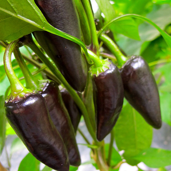 Plant grows to 1m high. Purple JalapeÃ±o Pepper - Cayenne Diane