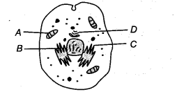 NEET Biology Mock Test 3 7
