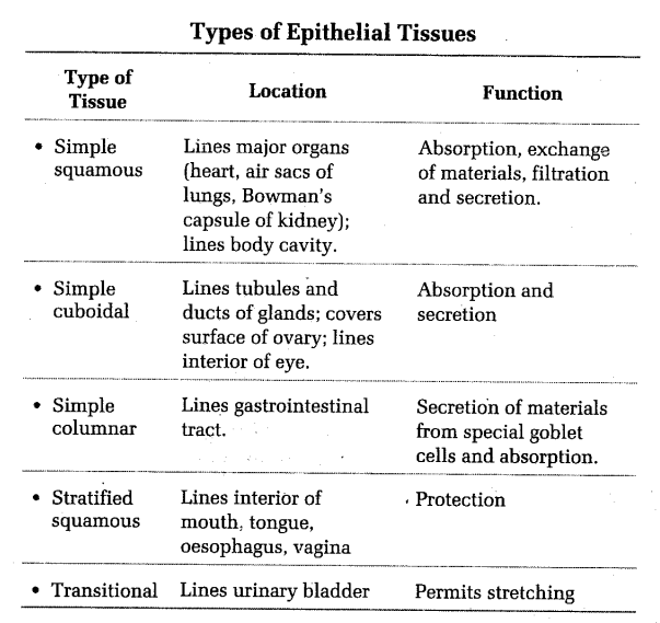 Neet Biology Notes Structural Organisation In Animals Animal Tissues Cbse Tuts
