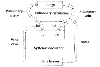 NCERT Solutions for Class 10 Science Chapter 6 Life Processes 3