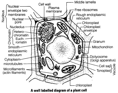 NCERT Exemplar Problems Class 9 Science - The Fundamental Unit of Life Img 16