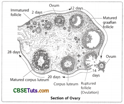 Female Reproductive System - Structure and Functions - CBSE Tuts