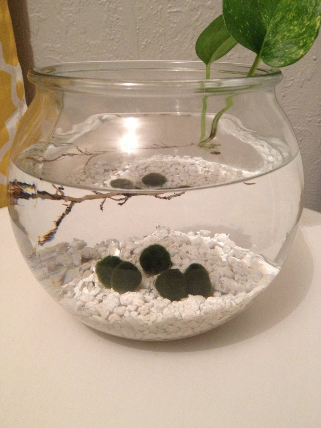 Adding pothos plants to an aquarium provides plenty of shade, and the stems and root system give fish a place to hide. Pothos In Opae Ula Shrimp Tank Chameleon Forums