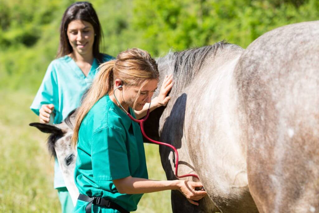 Achat d’un cheval : que puis-je exiger du vendeur ?