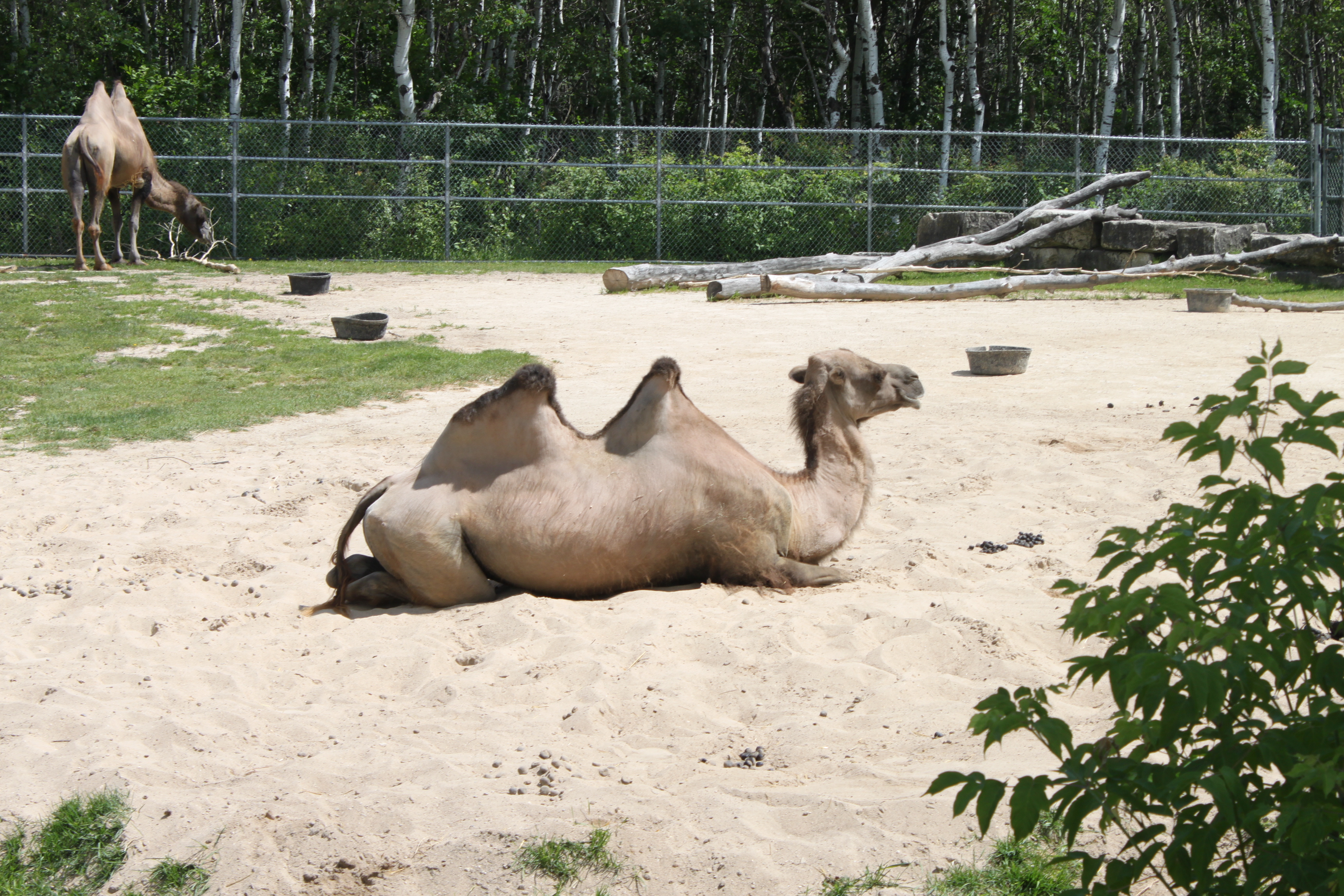 Assiniboine Park Zoo Cindy Roy