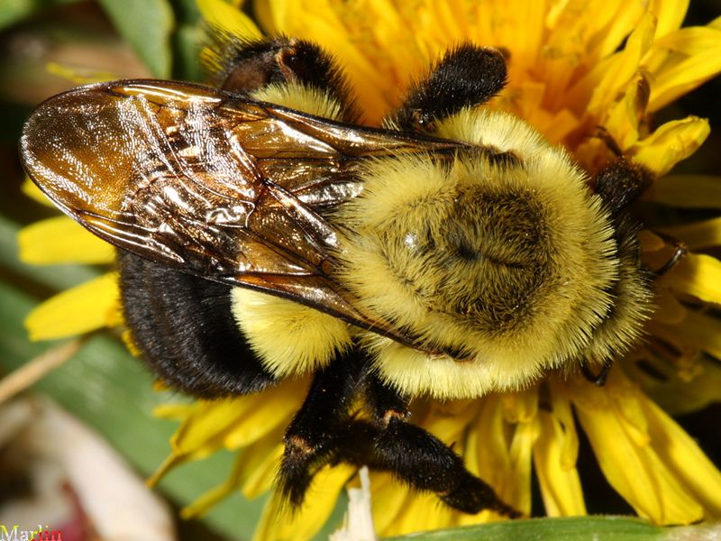 When carol howarth parked her mitsubishi in the town of haverfordwest, wales, to do some shopping, little did. Bumble Bee Queen - Bombus impatiens