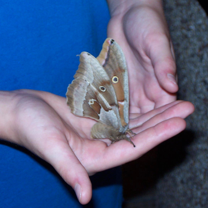 Although there are similarities in horizontal and vertical blinds, there are als. Polyphemus Moth - Antheraea polyphemus - North American