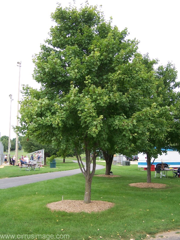 Delivering outstanding red and orange color weeks earlier than other varieties, the red sunset® is one of the best maples on the market. Red Maple Tree Acer Rubrum Red Sunset North American Insects Spiders