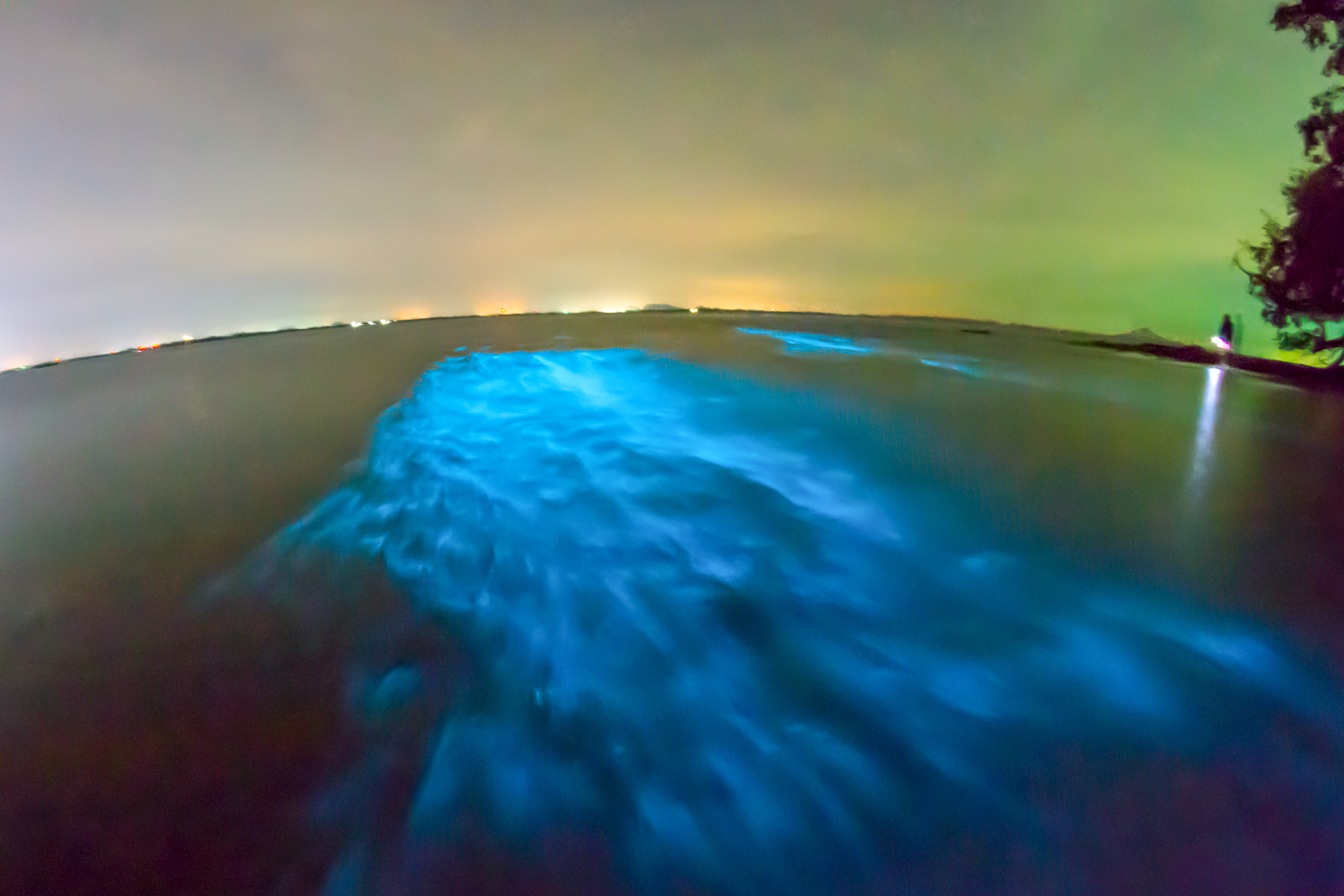 Bio Bay Tours In Grand Cayman Bioluminescent Bay Boat Charters