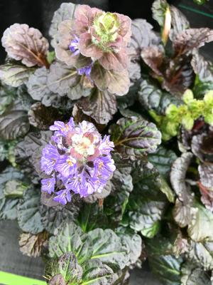 Information from dichotomous key of flora novae angliae. Ajuga Reptans Black Scallop Bugleweed From Colesville Nursery
