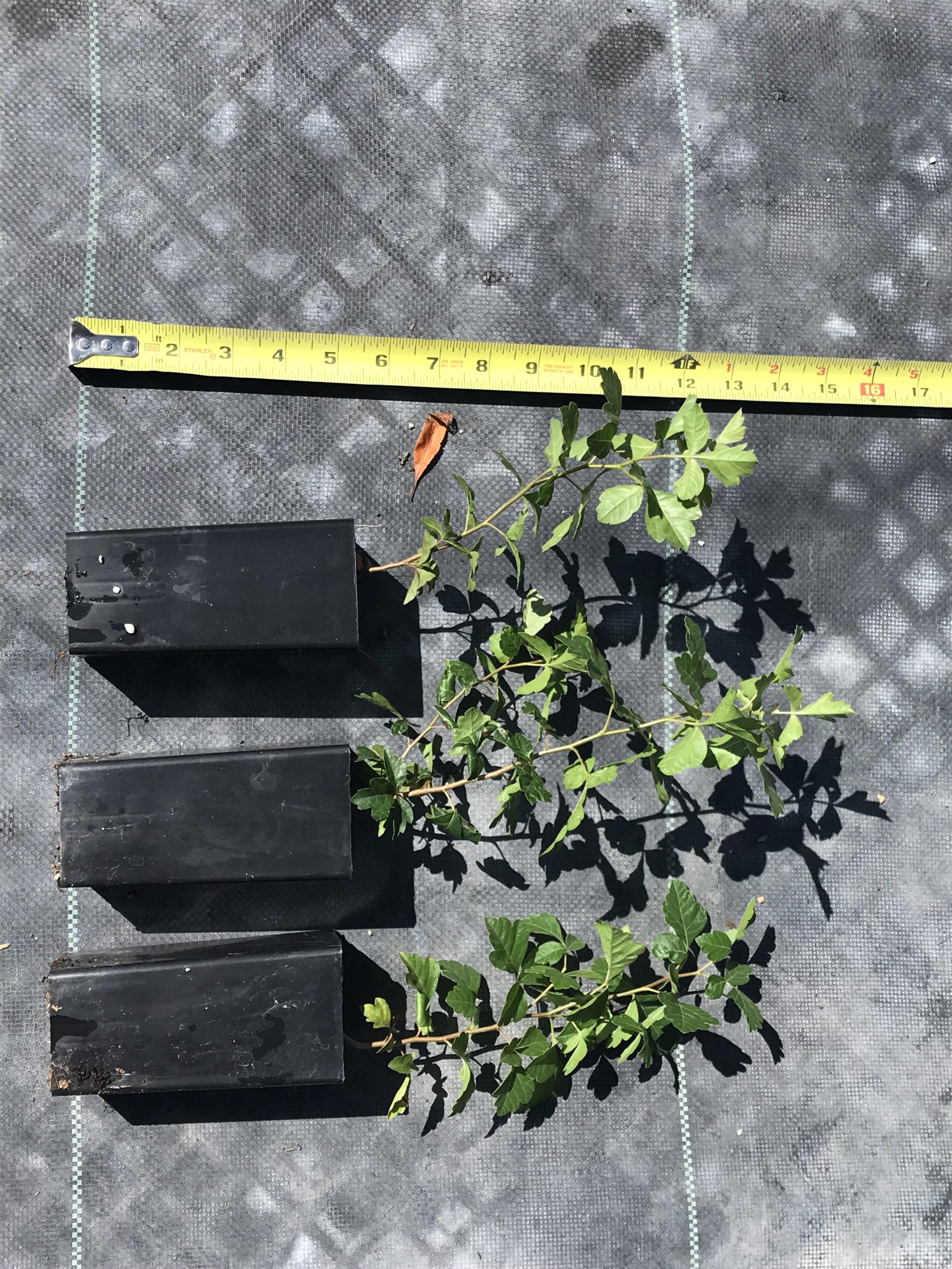 Rhus Aromatica Konza (Drawf Fragrant Sumac)