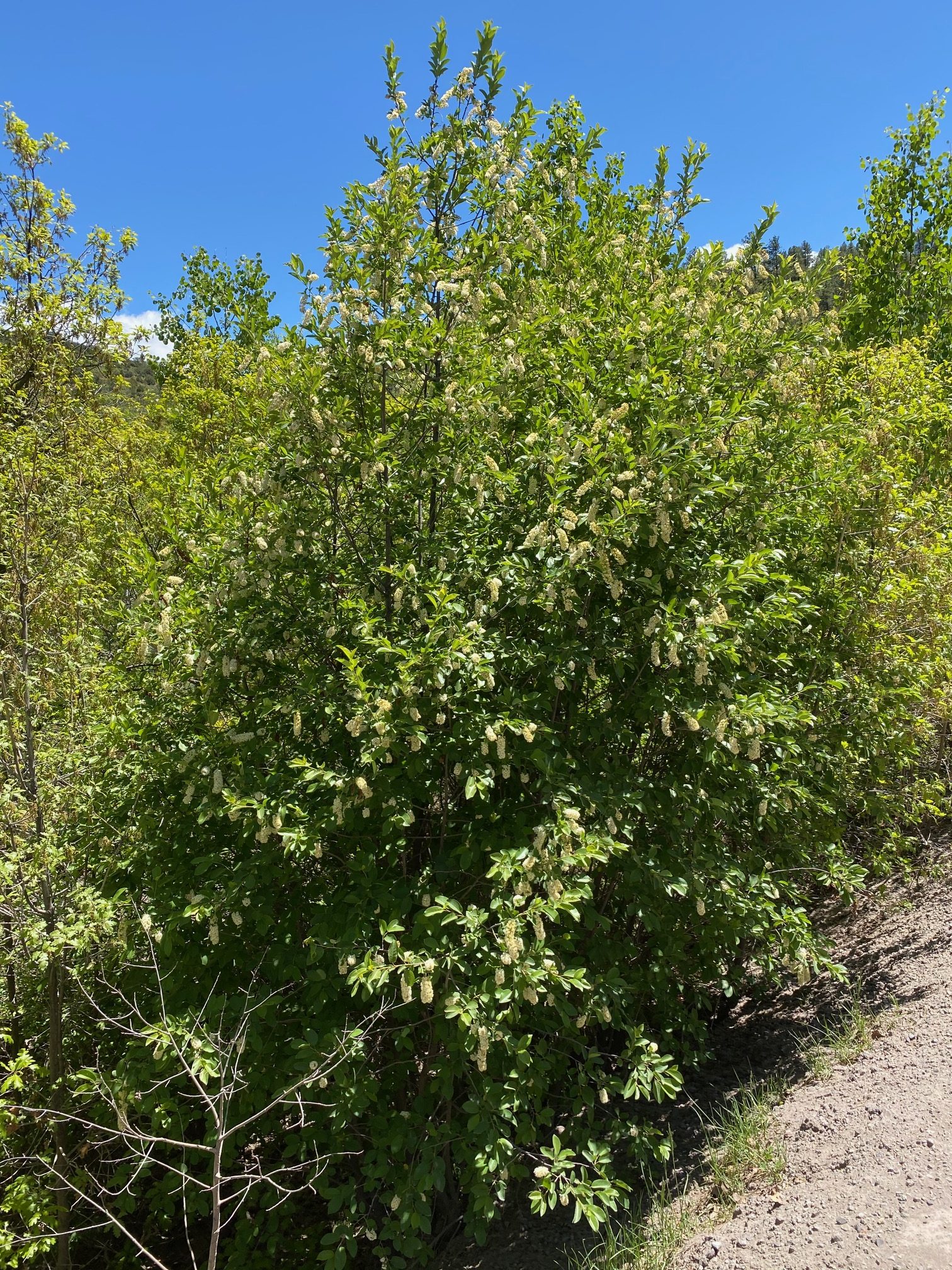 Prunus Virginiana (Chokecherry)