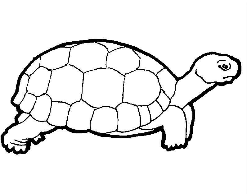 There's a great variety of different cute turtles for you to color in these pages, and you'll get to use all manner of fun colors and art . Turtle Free Coloring Page Coloring Page Book For Kids