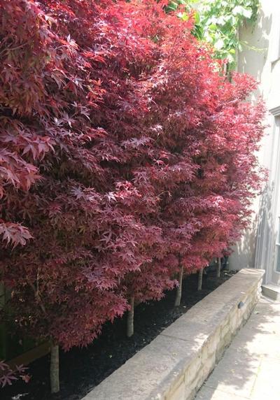 Changing ruler units from inches to centimeters in powerpoint 2010 · in the bottom left corner of your screen, click the start orb. Acer palmatum 'Twombly's Red Sentinel' from NVK Nurseries