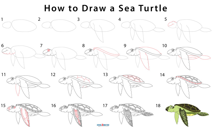 Add shell band and head. How To Draw A Sea Turtle Step By Step Pictures