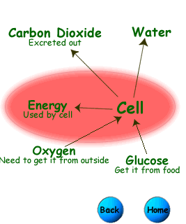 Even if the food organism is another animal, this food traces its origins. Cellular Respiration Create Webquest