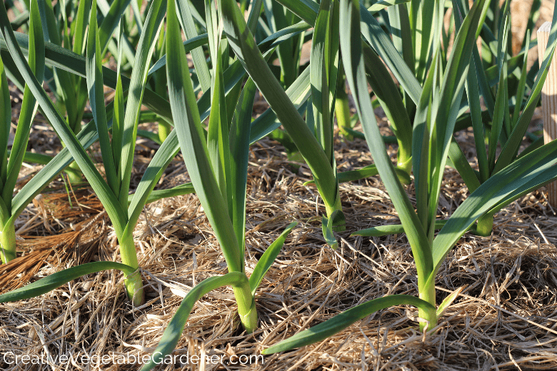 01/05/2022 · spring planted garlic often takes longer to grow than fall planted garlic. Creative Vegetable Gardener It S Not Too Late Planting Garlic In Spring Creative Vegetable Gardener