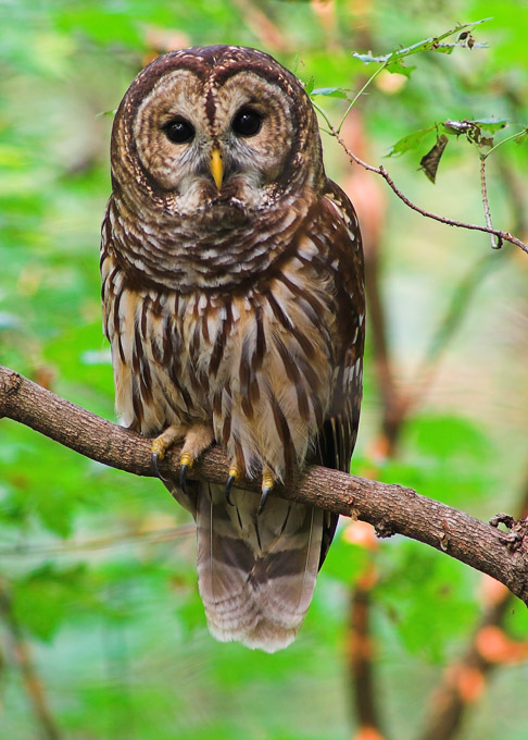 There is something about owls that fascinates people. Cryptomundo Â» New Murder Theory: Killed By Owl?
