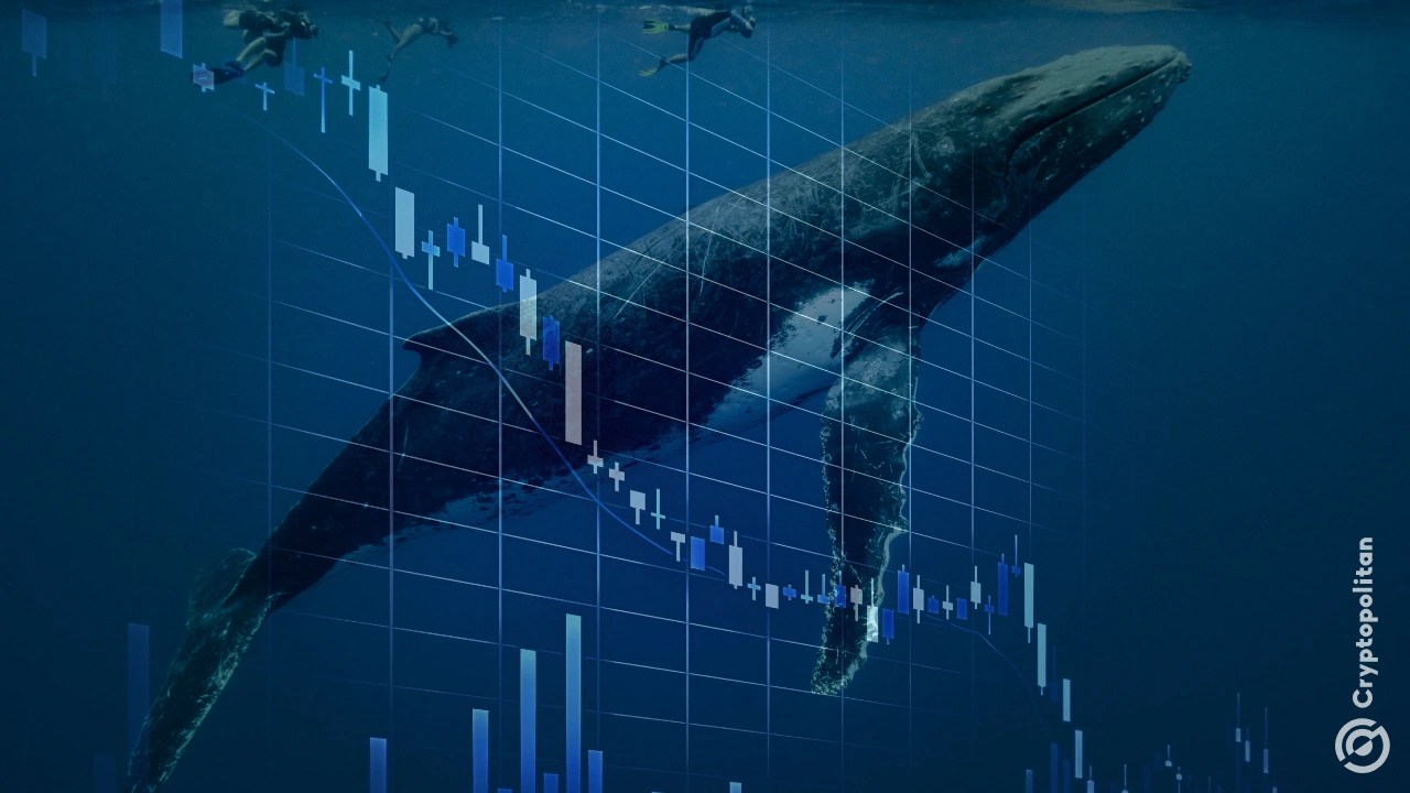 Whale orders emerge to defend BTC price floor